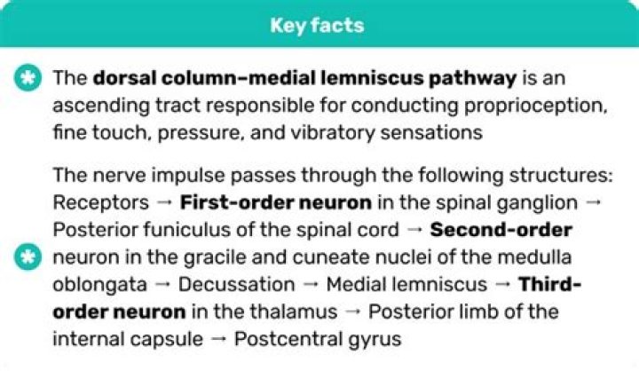 Why is the medial lemniscus important?