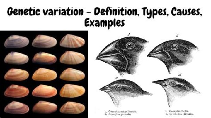 Why variation is necessary for the existence of species?